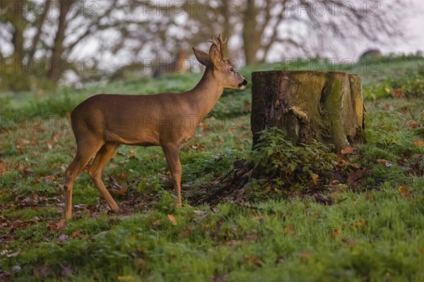 A roebuck (Capreolus capreolus), nibbling moss from a tree stump at sunrise