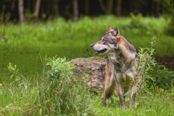 An adult male eurasian gray wolf (Canis lupus lupus) stands at the edge of the forest and watches something