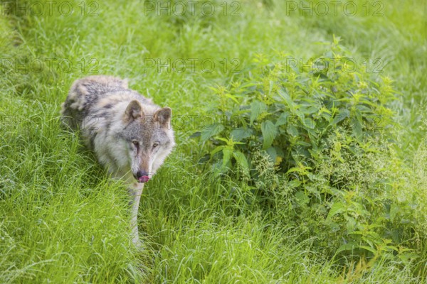 An adult male gray wolf (Canis lupus lupus) runs across a green meadow in hilly terrain