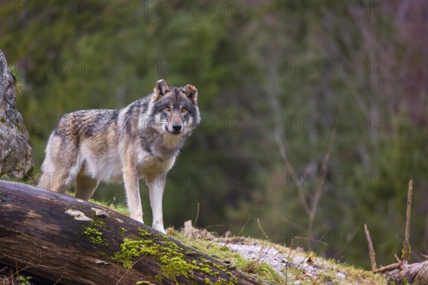 A male Eurasian gray wolf (Canis lupus lupus) stands behind a fallen tree in front of a rock and observes the surroundings. In the background you can see a forest in the fall foliage