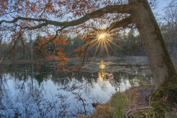 View of oak tree on the bank of a pond in the primeval forest of the Wildeshauser Geest, Emstek, Oldenburg, Lower Saxony, Germany, Europe