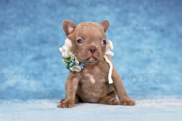 Small four weeks young Lilac Brindle French Bulldog puppy with flower collar