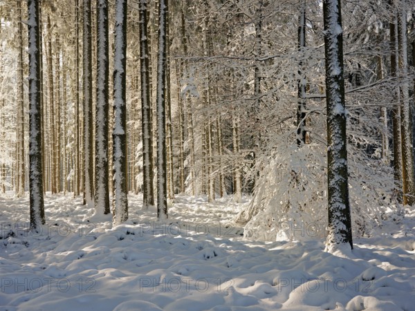 Snow-covered winter forest, Horben, Freiamt, Canton Aargau, Switzerland, Europe