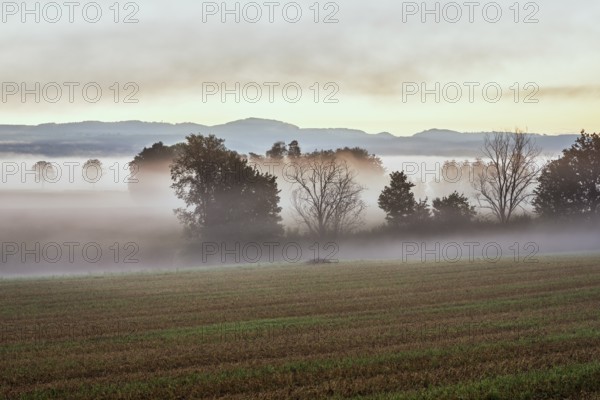 Meadows and trees in the early morning mist, Reuss valley, Aristau, Freiamt, Canton Aargau, Switzerland, Europe