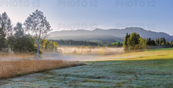 Trees in the early morning mist Eigenried raised bog, Zugerberg, Canton Zug, Switzerland, Europe