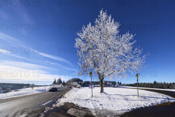 Winter landscape with federal road B500, bus stop Gasth. Kreuz and free-standing snow-covered tree, deep blue sky with veil clouds, Titisee-Neustadt, Black Forest, Breisgau-Hochschwarzwald district, Baden-Württemberg, Germany, Europe