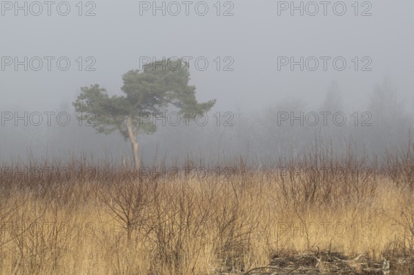Moorland in the fog, Emsland, Lower Saxony, Germany, Europe