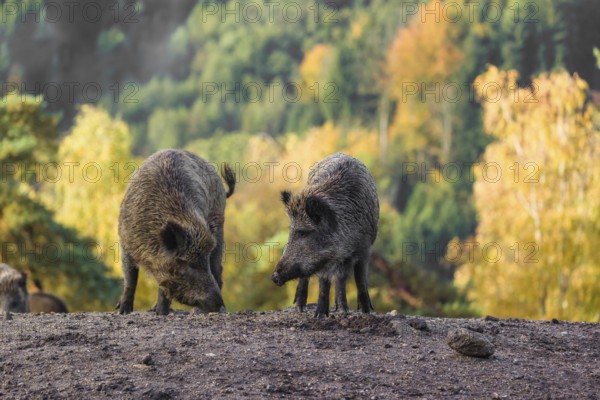 Two wild boar or wild pig (Sus scrofa), run across a clearing in hilly terrain in search of food. In the background you can see a forest in the fall foliage