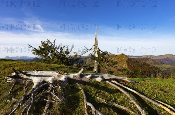 Weathered tree trunks on the summit of the Windkogel, Postalm, Osterhorn group, Salzkammergut, Salzburg province, Austria, Europe