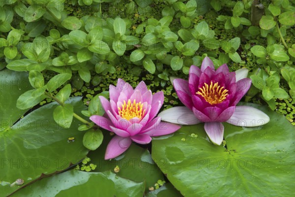 Red and pink water lilies (Nymphaea) on green leaves in a pond, duckweed, pink, Baden-Württemberg, Germany, Europe