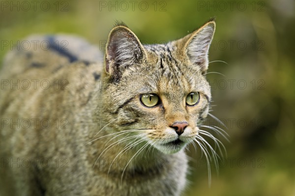 European wildcat or forest cat (Felis silvestris), captive, Switzerland, Europe
