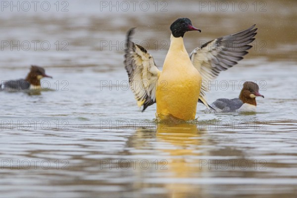 Goosander (Mergus merganser) ml Germany