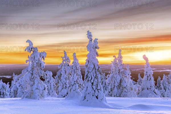 Tykky forest, snow covered spruce trees on the taiga at sunset in winter, Riisitunturi National Park, Finnish Lapland, Posio, Koillismaa, Finland, Europe