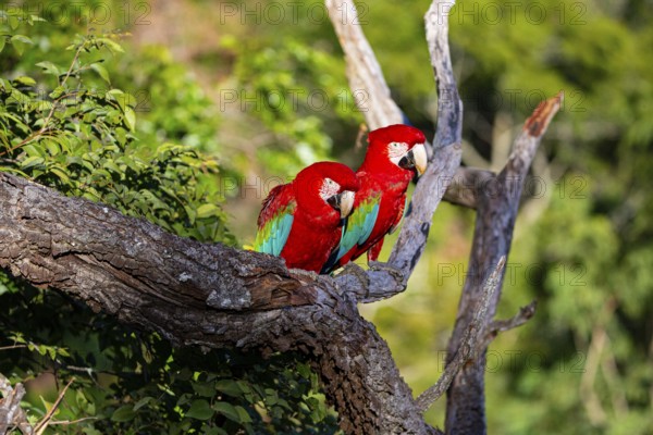 Red-and-green macaw (Ara chloropterus) Buraco das Araras Brazil