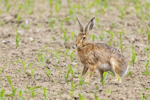 European hare (Lepus europaeus) Germany