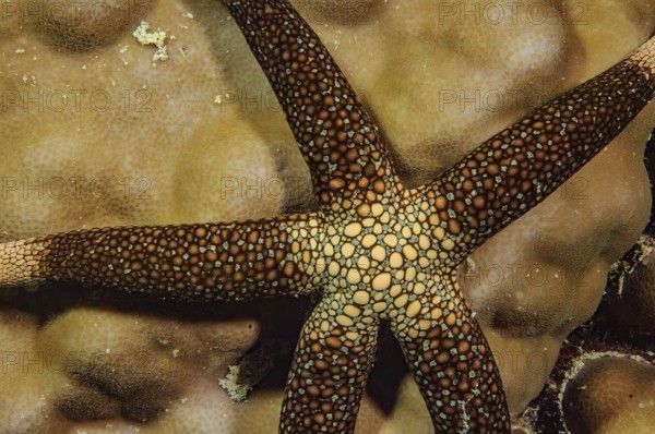 Underwater photo close-up of New Caledonia Starfish (Nardoa novaecaledoniae) Yellow Net Star, Indian Ocean, Pacific Ocean