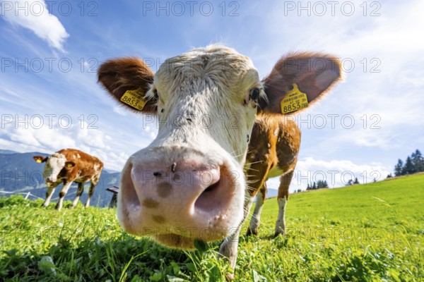 Two young curious calves (Bos primigenius taurus), cows on an alpine meadow, stretching their snouts towards the camera, Simmental cattle, Hochbrixen, Brixen im Thale, Tyrol, Austria, Europe
