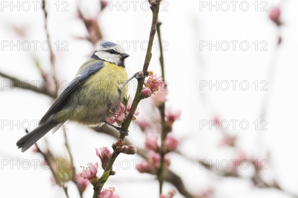 A blue tit (Parus caeruleus) sitting on a flowering branch, Hesse, Germany, Europe