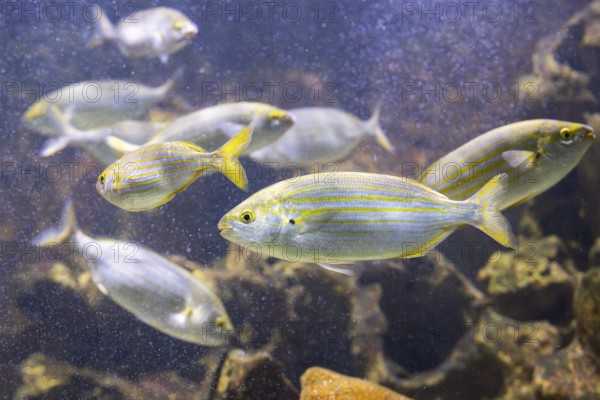 Salema porgy (Sarpa salpa) swimming under water, captive, Germany, Europe