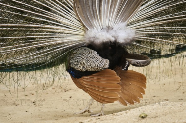 Indian peafowl (Pavo cristatus) spread one's tail (feathers) on the ground, Spain, Europe