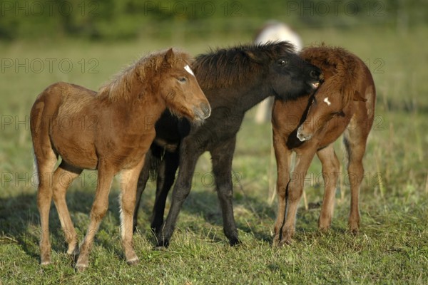 Icelandic ponies, foals