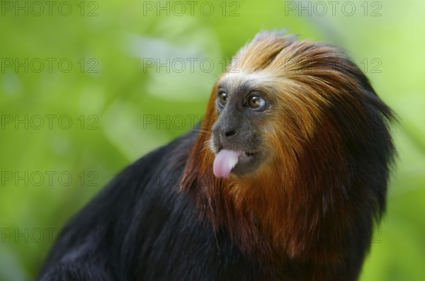 Golden-headed lion tamarin (Leontopithecus chrysomelas), captive, occurrence in Brazil, Malaysia, Asia