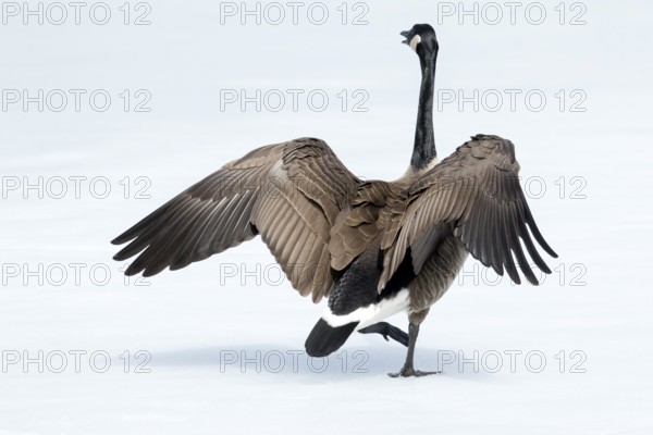 Canada goose standing on a frozen lake. Branta canadensis. Goose with agressive display
