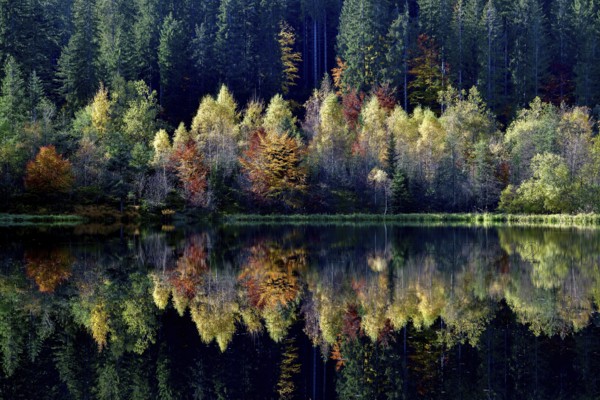 Trees reflected in the Sankenbachsee, Karsee, autumn, near Baiersbronn, Freudenstadt district, Black Forest, Baden-Württemberg, Germany, Europe