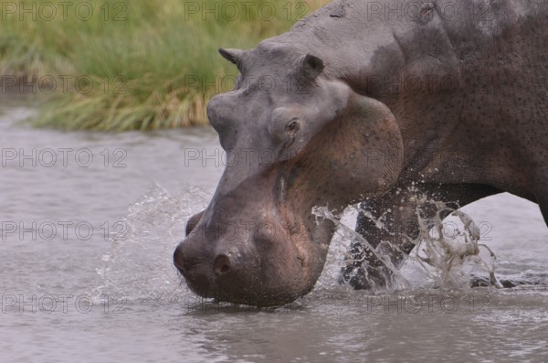 Hippopotamus (Hippopotamus amphibius), South Luangwa National Park, Zambia, Africa