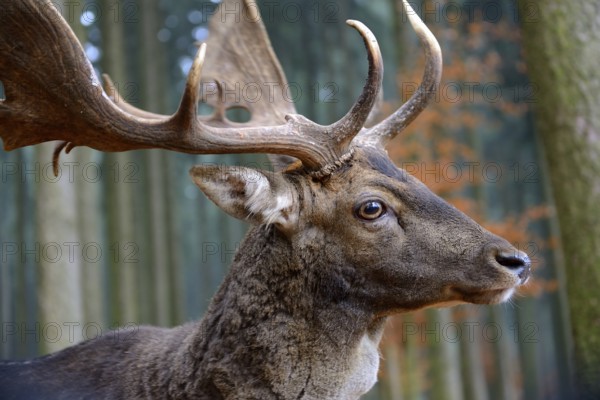 Fallow deer (Dama dama), portrait, male, captive, Bavaria, Germany, Europe