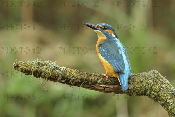Common kingfisher (Alcedo atthis), male on mossy branch on perch, Wilden, North Rhine-Westphalia, Germany, Europe