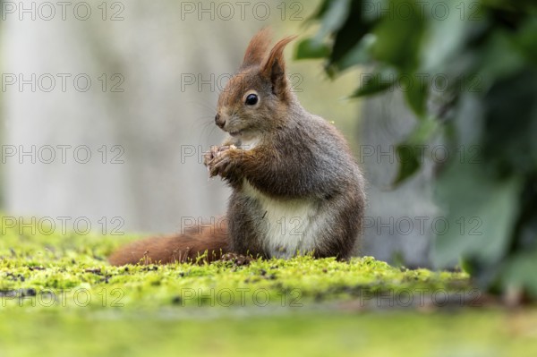 Eurasian red squirrel (Sciurus vulgaris) on a stone, wildlife, Germany, Europe