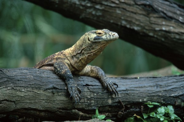 Komodo dragon (Varanus komodensis)