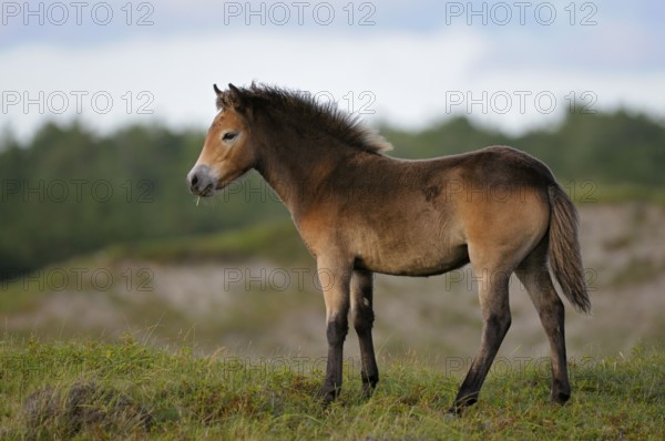 Exmoor pony, foal, De Bollekamer nature reserve, Texel island, North Holland, Netherlands