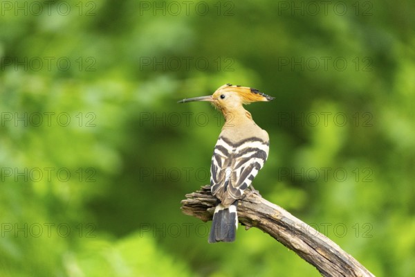 Hoopoe (Upupa epops) Hungary