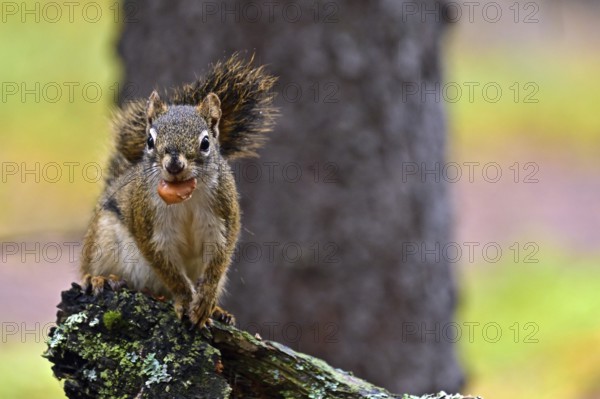 Squirrel (Sciurus) sitting on a branch and eating a pine cone, Denali National Park, Alaska