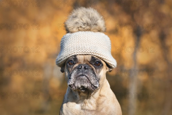 French Bulldog dog wearing warm bobble hat in front of blurry autumn background