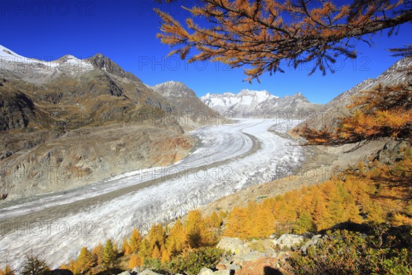 Great Aletsch Glacier and Wannenhorns, Valais, Switzerland, Europe