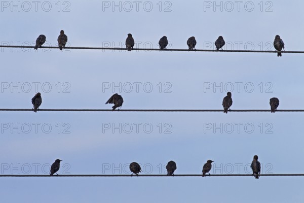 A flock of European common starling (Sturnus vulgaris) preening their feathers on a high-voltage cable during migration