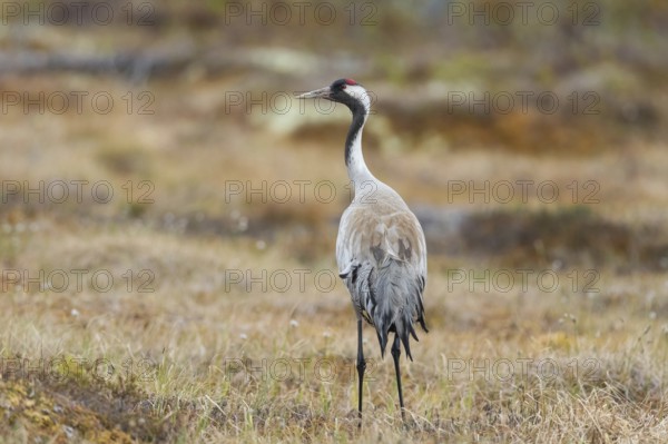 Common crane (Grus grus), Värmland, Sweden, Europe