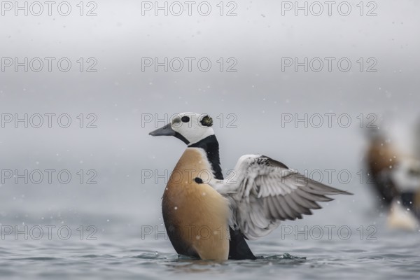 Steller's eider (Polysticta stelleri), male, splendid plumage, Batsfjord, Båtsfjord, Varanger Peninsula, Finnmark, Northern Norway, Norway, Europe