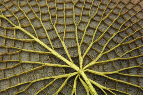 Victoria water lily, underside of leaf (Victoria amazonica) , Amazon water lily, giant water lily