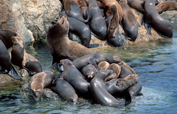 Californian Sea Lions (Zalophus californianus), Monterey, California, USA, North America