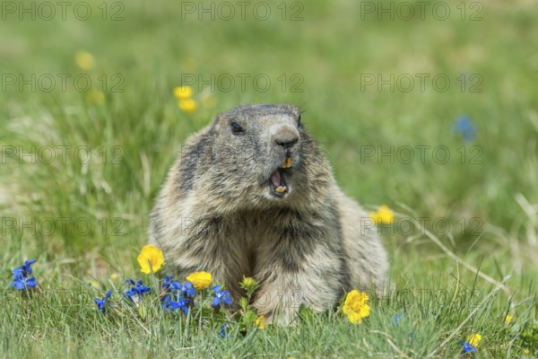 Alpine Marmot (Marmota marmota), High Tauern National Park, Austria, Europe