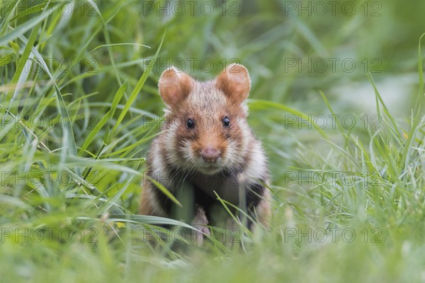 European hamster (Cricetus cricetus), sits in meadow, Neusiedeler See National Park, Burgenland, Austria, Europe