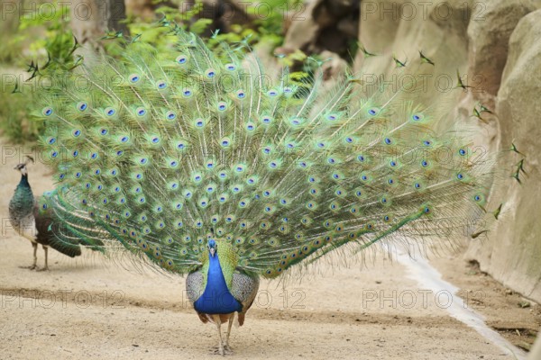 Indian peafowl (Pavo cristatus) spread one's tail (feathers) on the ground, Spain, Europe