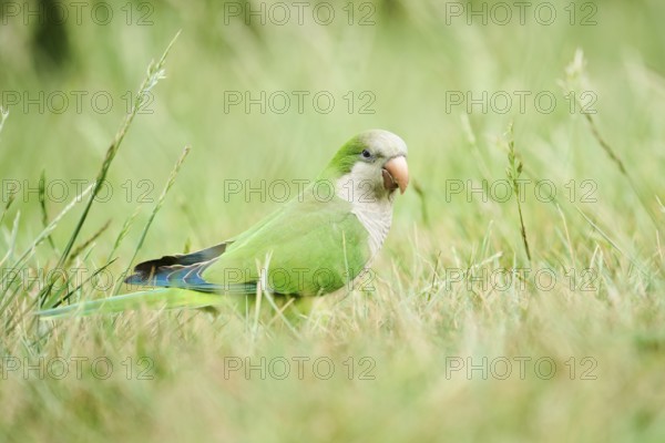 Monk parakeet (Myiopsitta monachus) wildlife on a meadow, Catalonia, Spain, Europe