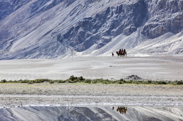 Tourists riding camels in Nubra valley in Himalayas, Ladakh, India, Asia
