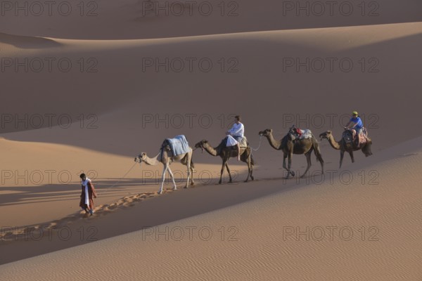 Tourists riding camels in the dunes, Sahara, Meknès-Tafilalet region, Morocco, Africa