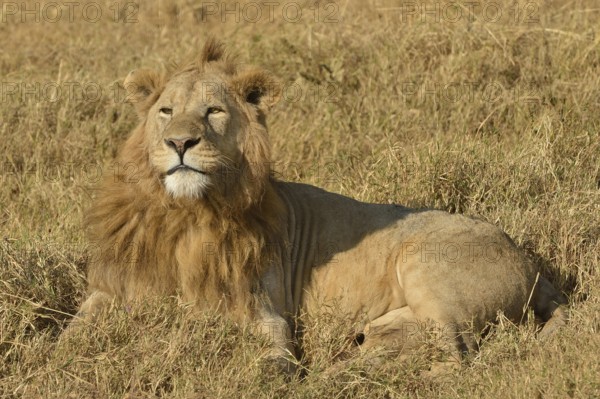 Lion (Panthera leo), with a mane, Ngorongoro, Serengeti, Tanzania, Africa